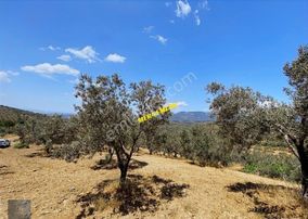 ▀▄mera Emlaktan Yaylaönü Mevkiğinde 17 Dönüm Satılık Zeytinlik