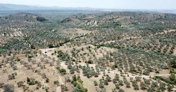 Mera Emlak'tan Havran Tepeoba Müstakil Tapulu 1800 M2 Zeytinlik