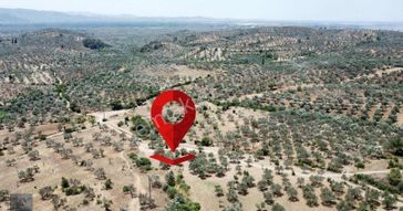 Mera Emlak'tan Havran Tepeoba Müstakil Tapulu 1800 M2 Zeytinlik