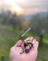 Mera Emlaktan Dereli'de Asfalta Cephe 7.360m2 Müstakil Zeytinlik