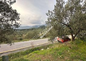 Mera Emlaktan Dereli'de Asfalta Cephe 7.360m2 Müstakil Zeytinlik