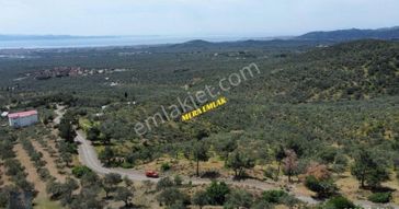 Mera Emlaktan Zeytinlide Panoramik Deniz Manz 10.000m2 Zeytinlik