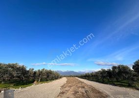 Mera Emlaktan Çıkrıkçı Mevki %40 4 Kat İmarlı 8-12 Dairelik Arsa