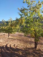 Balcity - Balıkesir Bigadiç'de Asfalt Yola Cephe 6.950 M2 Meyve Bahçesi Yatırım Fırsatı