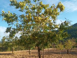 Balcity - Balıkesir Bigadiç'de Asfalt Yola Cephe 6.950 M2 Meyve Bahçesi Yatırım Fırsatı