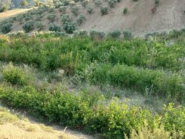 Herşeyi Hazır Çiftlik Yol, Su, Elektrik Var, Kelepir Fiyat