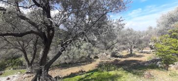 Karaburun Eğlenhocada Yola Cepheli 7.128m2 Zeytin Ağaçlı Tarla