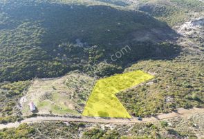 Karaburun Eğlenhocada Yola Cepheli 7.128m2 Zeytin Ağaçlı Tarla