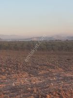 22 Dönüm Zeytin Bahçesi