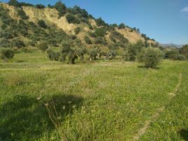 Yasin Emlatan Aydin Efeler Mah.cayyüzü Mevkinde Zeytinlik