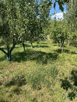 Suyun Cenneti Ağlasun Yeşilbaşköyde Satılık Fırsat Bahçe