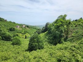 E&d Gyo'dan Trabzon Kavala'da Satılık 1050 M² Manzaralı Arsa