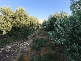 Aydın Söke Tuzburgazı Girişinde Satılık Zeytinlik