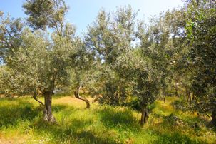 🟥aktif'ten Karadere'de Asfalt Yola Sıfır Olan 9 Adet Ağaçlı 362 M2 Satılık Muhteşem Zeytinlik 🟥