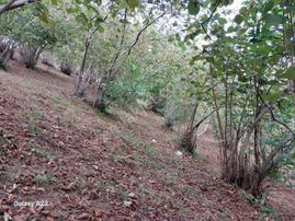 Arsin'de Satılık Arazi