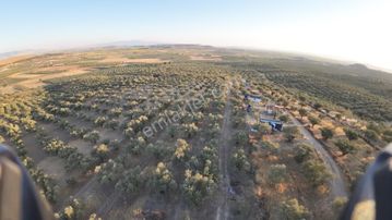 Gerenköyde Kadast. Yola Cepheli 70-80 Ağaçlı Satılık Zeytinli Tarla