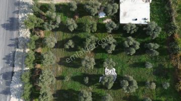 İzmir Tire Hisarlık Mah. Satılık Fırsat Zeytin Ve Meyve Bahçesi !