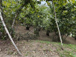 E&d Gyo'dan Trabzon Yeşilyurt'ta Satılık 2.000 M² Arsa