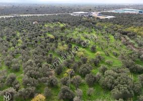 Mert Dinç'ten Cem Zeytincilik Arkası Asfalta Çok Yakın 5 Dönüm Muhteşem Zeytinlik