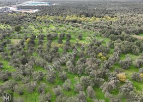 Mert Dinç'ten Cem Zeytincilik Arkası Asfalta Çok Yakın 5 Dönüm Muhteşem Zeytinlik