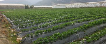 Mersin Anamur Kalınören Satılık Tarla