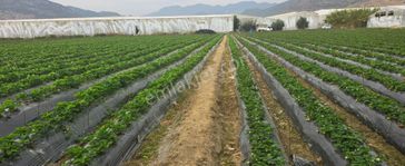 Mersin Anamur Kalınören Satılık Tarla
