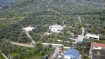 Opima Emlaktan Zeytinlik İçinde Müstakil Ev