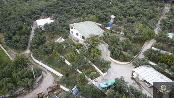 Opima Emlaktan Zeytinlik İçinde Müstakil Ev