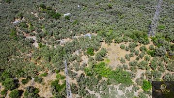 Opima Emlaktan Ocaklarda Ana Caddeye Yakın Satılık Zeytinlik