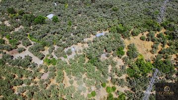 Opima Emlaktan Ocaklarda Ana Caddeye Yakın Satılık Zeytinlik