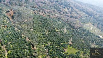 Opimadan Ocaklarda Yolu Açılmış 12.786m² Alana Sahip Zeytinlik