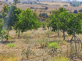 Kırklareli Yoltaş Ta 2000 Ad Ceviz Ağacı Çevrili Geniş Arazi
