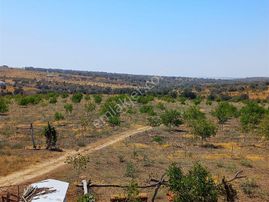 Kırklareli Yoltaş Ta 2000 Ad Ceviz Ağacı Çevrili Geniş Arazi