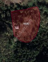 Samsun İlkadımda Satılık Fındık Bahçeli Arsa