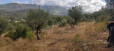 İlay Grouptan Torbalı Karakızlarda Satılık Zeytinlik