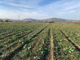 My Home Gayrimenkul'den Tire Büyükkale Mah.de Satılık Tarla