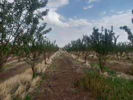 Eskişehir Yakakayı 32 Dönüm Kurulu Çiftlik Meraklısına Kısa Süre