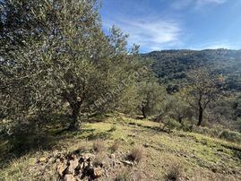 Yatırımcıya Özel Küçükdere'de Fırsat Zeytinlik