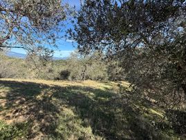 Yatırımcıya Özel Küçükdere'de Fırsat Zeytinlik