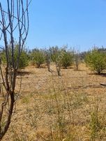 Kemalpaşa Aşağıkızılcada Harika Konumda Satılık Yatırımlık Arsa