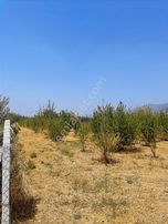 Kemalpaşa Aşağıkızılcada Harika Konumda Satılık Yatırımlık Arsa