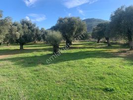 My Home Gayrimenkul'den Tire Büyükkale Mah.de Satılık Zeytinlik