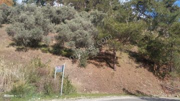 Satılık Zeytin Bahçesi