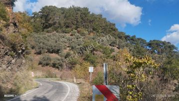 Satılık Zeytin Bahçesi