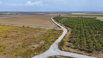 Menemen Musabey De Dönümü 425 Bin Tl Fırsat Arazi