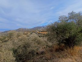 Nokta Gayrimenkul'den Satılık Zeytinlik