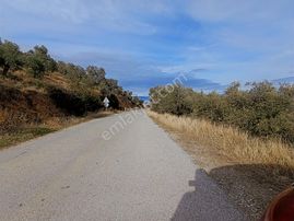 Nokta Gayrimenkul'den Satılık Zeytinlik