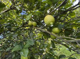 Sarıgerme Yol Üzeri Satılık 9546 M2 Satılık Tarla