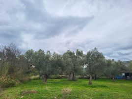 Belde Yerleşim Yeri Yakını 20 Ağaç Satılık Zeytin Bahçesi