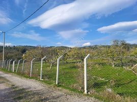 Kazdağları Eteklerinde Asfalt Yol Cepheli Satılık 4000 M2 Tarla